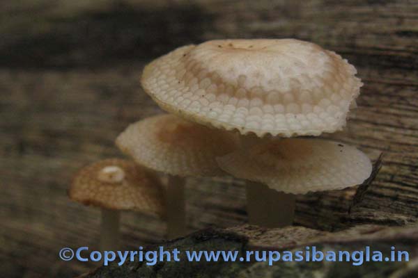 Flora-at-Sillery-Gaon